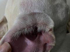 -瑞派动物医院·猫专科·至诚(江南中分院)