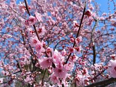 -梅花山(明孝陵内)