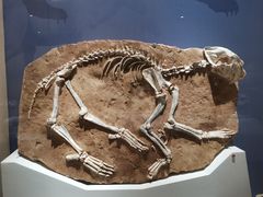 -国家自然博物馆