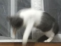 -宠爱多约克夏马尔济斯泰迪小型犬专卖