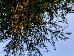 -上海市龙华烈士陵园