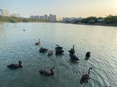 -五缘湾湿地公园