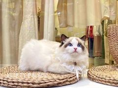 -欣宠猫屋·矮脚拿破仑·蓝金金渐层