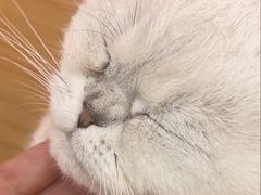 -Let's go狗咖·猫咖·奶狗·桌游(春熙路IFS店)