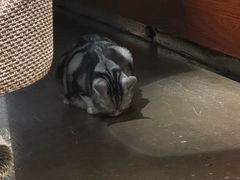 -咖法森林·咖啡  酒吧(天河店)