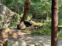 -都江堰中华大熊猫苑