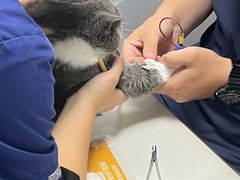 -伟伟宠物医院·CT影像中心·瑞派犬猫综合性门诊(汉口总院)