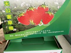 -喜杨洋草莓采摘园