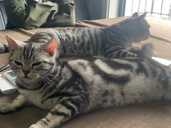 -猫尾侦探俱乐部·剧本杀·狼人杀