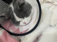 -关爱宠物医院·猫科中心·消化科(滨湖万达分院)