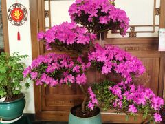 -香山公园