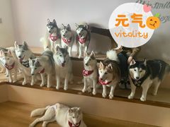 -Husky Go! 哈士奇体验馆·宠物咖啡厅狗咖