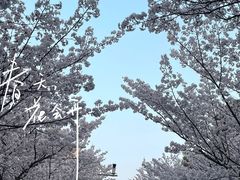 -高东镇樱花园