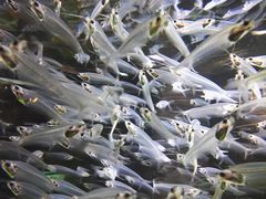 -迪拜水族馆及水下动物园