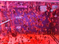 -香炉礁家具市场