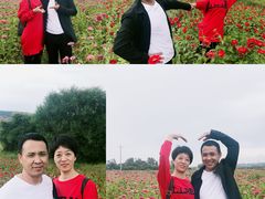 -莲花山花海