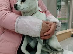 -瑞鹏宠物医院·超声·骨科·奇麟分院(蜀都万达店)