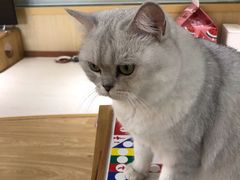 -猫和宫(六道口店)