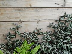 -北京植物园-展览温室