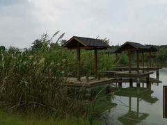 -中国扬子鳄村