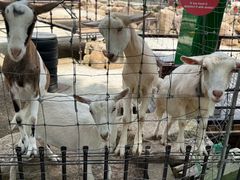 -神户市立六甲山牧场