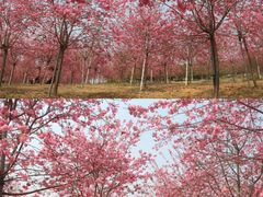 -天适樱花悠乐园