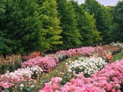 -上海辰山植物园