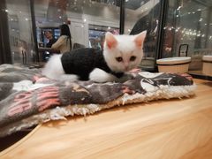 -袖虎·猫馆(体育西路店)