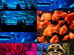 -太平洋海底世界