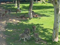 -西霞口神雕山野生动物世界