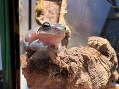 -酷以爬仙阁实体爬宠店·守宫·蜥蜴·专业繁育