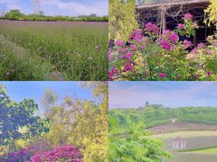 -紫颐香薰山谷景区