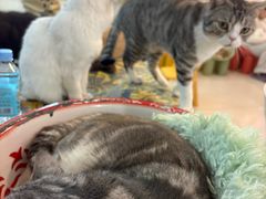 -平行世界·猫咖(首经贸店)