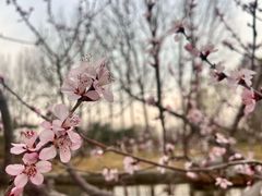 -燕郊植物园