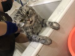 -酷狗靓猫宠物·洗护·美容·寄养(航北路店)