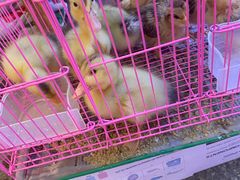 -双季花艺园艺市场(浦东店)