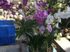 -烟桥私房菜馆(奋哥)