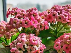 -中环花鸟鱼虫市场