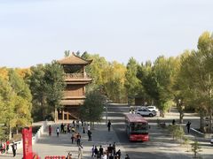 -金塔沙漠胡杨林景区
