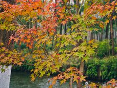 -合肥滨湖国家森林公园