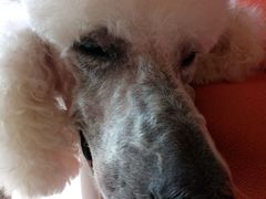 -星空影城(固安OMIS激光店)