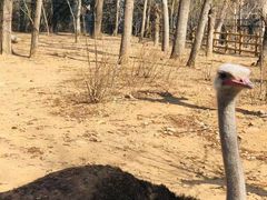 -大连森林动物园