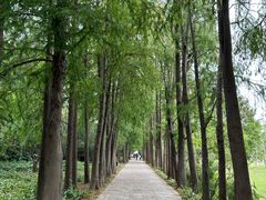 -上海滨江森林公园