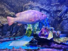 -太平洋海底世界