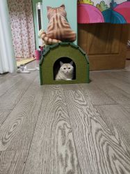 点击看大图 -齐伽生活馆·瑜伽·普拉提·阿育吠陀