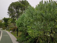 -王借岗森林公园