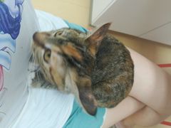 -伟伟宠物医院·瑞派猫友好医院·猫科(光谷店)