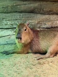 -Zoolung Zoolung动物主题公园(海信广场店)