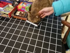 -万小咖.猫咖(中山路天虹店)