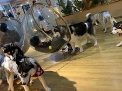 -Husky Go! 哈士奇体验馆·宠物咖啡厅狗咖